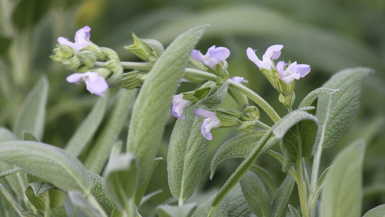 Šalavijų hidrolatas
