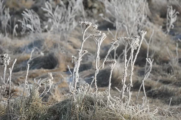 Indėnai metus skaičiuoja vasaromis, mes žiemomis...